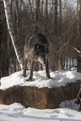 Black Phase Grey Wolf (Canis lupus) Looks Down Off Rock Winter