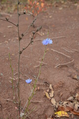 red earth with furrows after rainwater