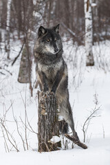 Black Phase Grey Wolf (Canis lupus) Stands With Paws Up on Stump Winter