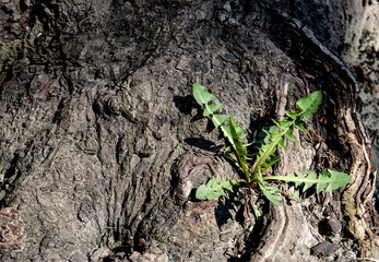 young dandelion grows on the roots of the tree