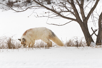 Red Marble Fox (Vulpes vulpes) Sniffs Ground Under Tree Winter