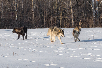 Pack of Grey Wolves (Canis lupus) Move Through Field Winter