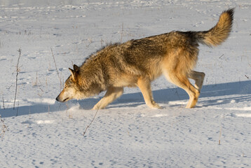 Grey Wolf (Canis lupus) Steps Left Nose Down Tail Up Winter