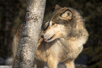 Grey Wolf (Canis lupus) Turns Left Tongue Out Towards Tree Winter