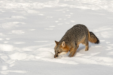 Grey Fox (Urocyon cinereoargenteus) Kicks Up Snow Walking Forward Winter