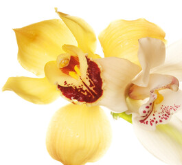 yellow Orchid closeup