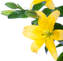 Obraz premium Lilies isolated over white background