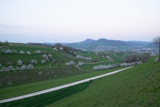 Kirschbl&uuml;ten im Fricktal
