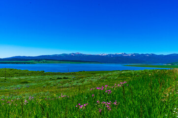 Wildflowers Bloom around Hebgen Lake, Montana