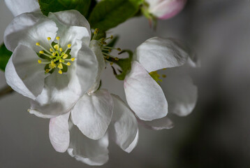 Beautiful flowering of garden trees. The first spring flowers.