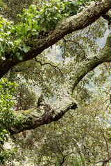 Fototapeta premium Lichen on a tree
