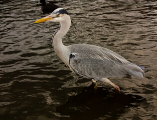 A heron wading in the water