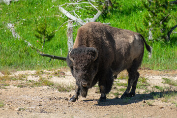 Fototapeta premium Bison in Yellowstone National Park