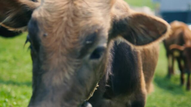 Calf on a meadow closeup.