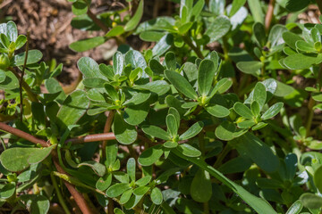 purslane plant portulaca oleracea outdoor