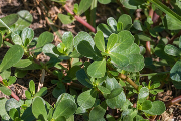 purslane plant portulaca oleracea