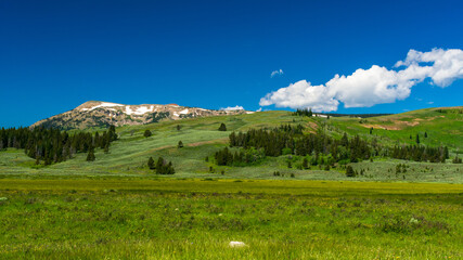 Meadow with Wildflowers in Yellowstone National Park