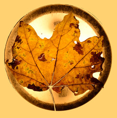 fallen yellow maple leaf illuminated through