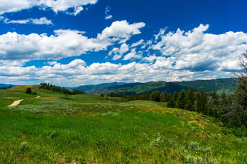 Fototapeta na wymiar Meadow with Wildflowers in Yellowstone National Park