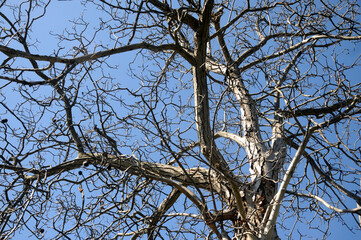 Inverno ft7109_9901 Zima Zimné