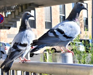 tube .tiere. Hoffnung . Vogel .