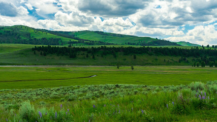 Fototapeta na wymiar Lamar Valley in Yellowstone National Park