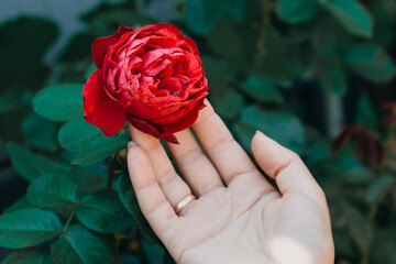 Wedding Wallpaper, greeting card with a scarlet rose. A woman's hand with a wedding ring on her finger holds a flower of a red lush rose in the garden against a background of greenery.