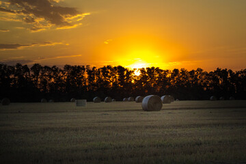 Cleaning fields in the Kuban. Haystacks on a harvested field during a July sunset and the sun shining brightly behind trees and clouds on the horizon.