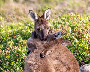 Naklejka na ściany i meble Kangaroo Cuddle