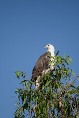 american bald eagle on a branch
