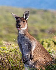 Cheeky Kangaroo