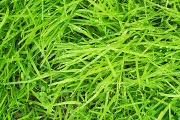 Fresh green grass, natural background.