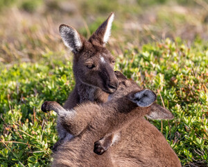 Kangaroo Caress