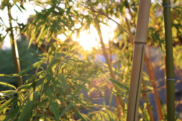 Rays of the sunset pass through the bambooleaves