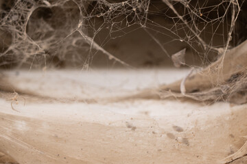 Spider old thik web on the wall.