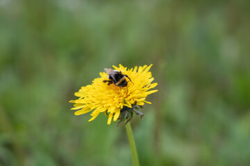Bumblebee collecting pollen in yellow dandelion flower.