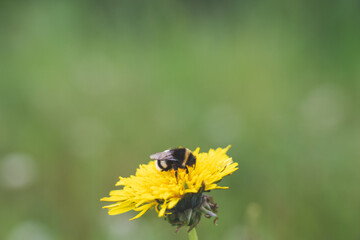 Bumblebee on a dandelion flower. Close up.