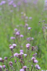 Burdock thorny flower. (Arctium lappa) on green blur background.