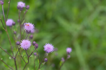 Flowering Great Burdock (Arctium lappa), close up.
