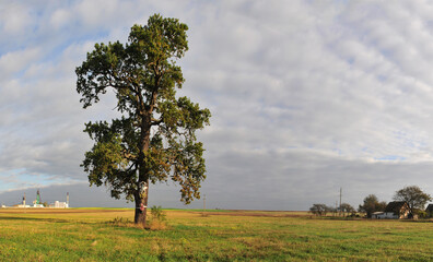 a lone mighty oak in the middle of the field