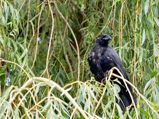 Crow