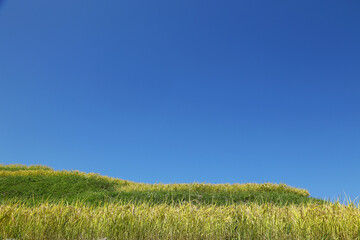 Fototapeta premium 信州 姨捨棚田の稲