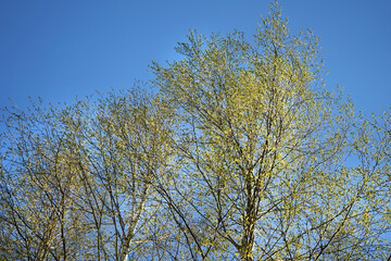 Fototapeta premium Tree crown with small young green leaves.