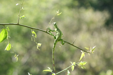 iguana verde