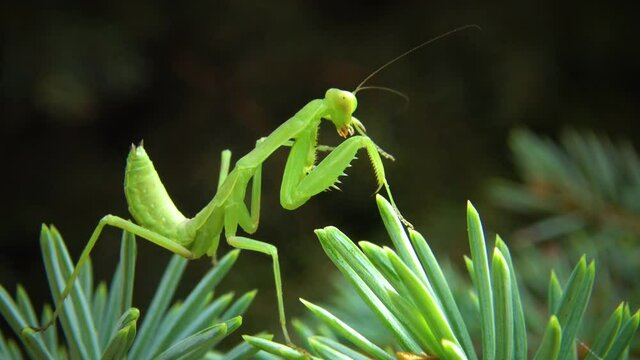 The European mantis (Mantis religiosa). The predatory insect preys on plants.
