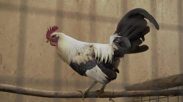Beautiful fluffy rooster sit in a cage. A large male with gorgeous feathers. 4K