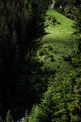 Alp forest