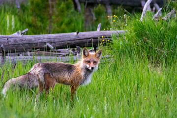 Red Fox in Yellowstone National Park