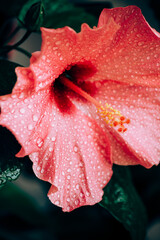 Close up picture of red hibiscus flower with water drops after rainy weather in the garden. Macro photography of nature wallpaper with drops. Copy space for text, greeting card concept with flower