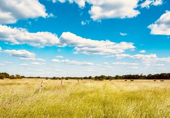 Obraz premium wheat field and blue sky
